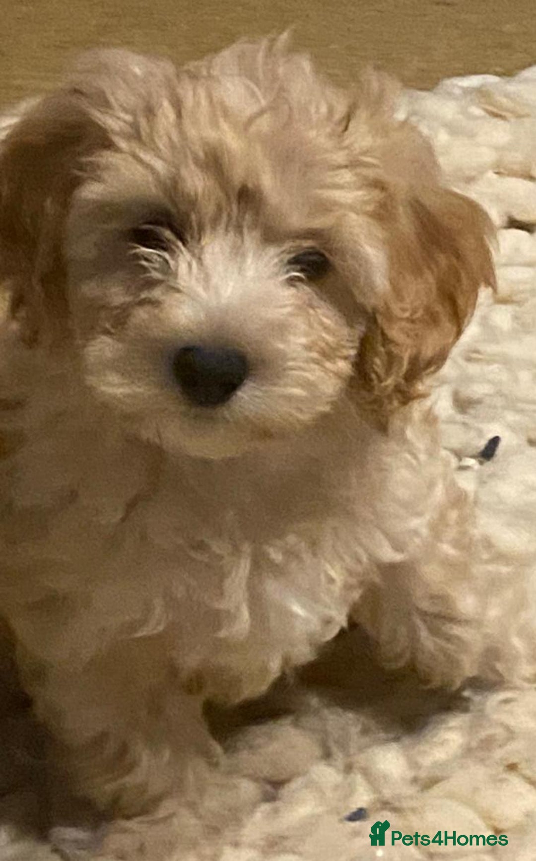 Mixed Breed dogs for sale: Toy Cockapoo puppies - Image 10