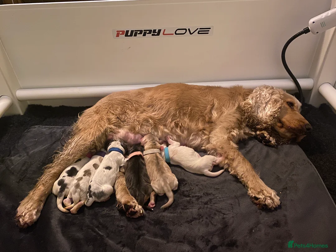 Cocker Spaniel dogs for sale: Stunning Litter of Show Cocker Spaniels  - Advert 4