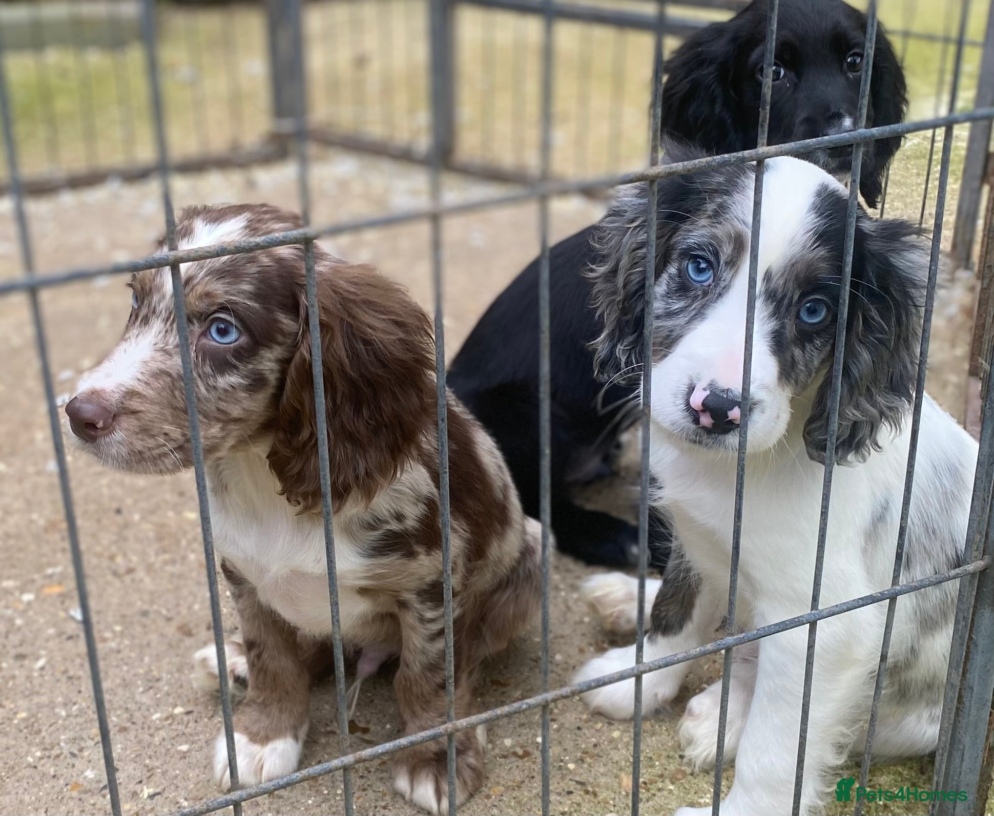Cocker Spaniel dogs 3 beautiful boys working Cocker spaniel’s - Advert 14