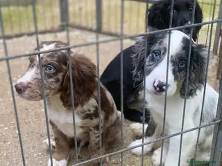 Cocker Spaniel dogs 3 beautiful boys working Cocker spaniel’s - Advert 14