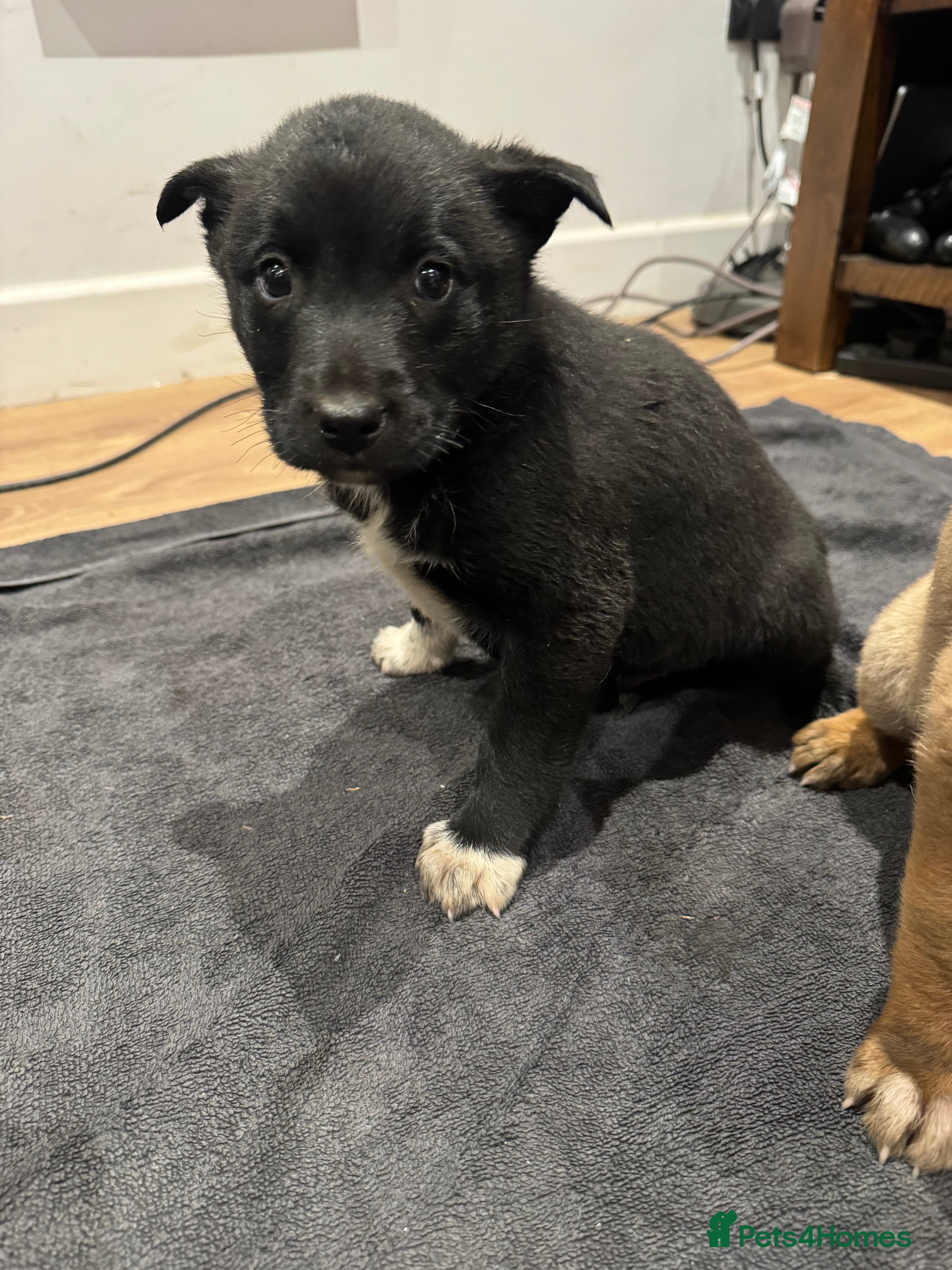 Mixed Breed dogs 1 BOY LEFT Border Collie x Belgian Malinois Pups - Advert 5