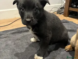 Mixed Breed dogs 1 BOY LEFT Border Collie x Belgian Malinois Pups - Advert 5