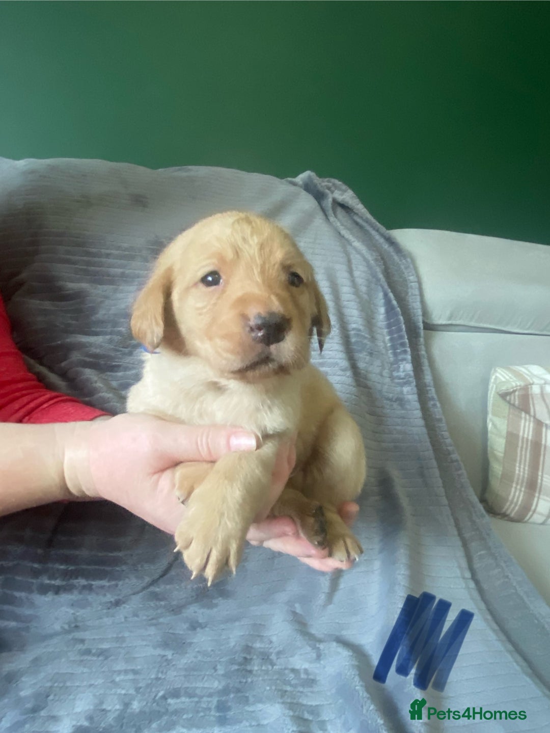 Labrador Retriever dogs for sale: Stunning litter of 9 golden labradors  - Advert 15