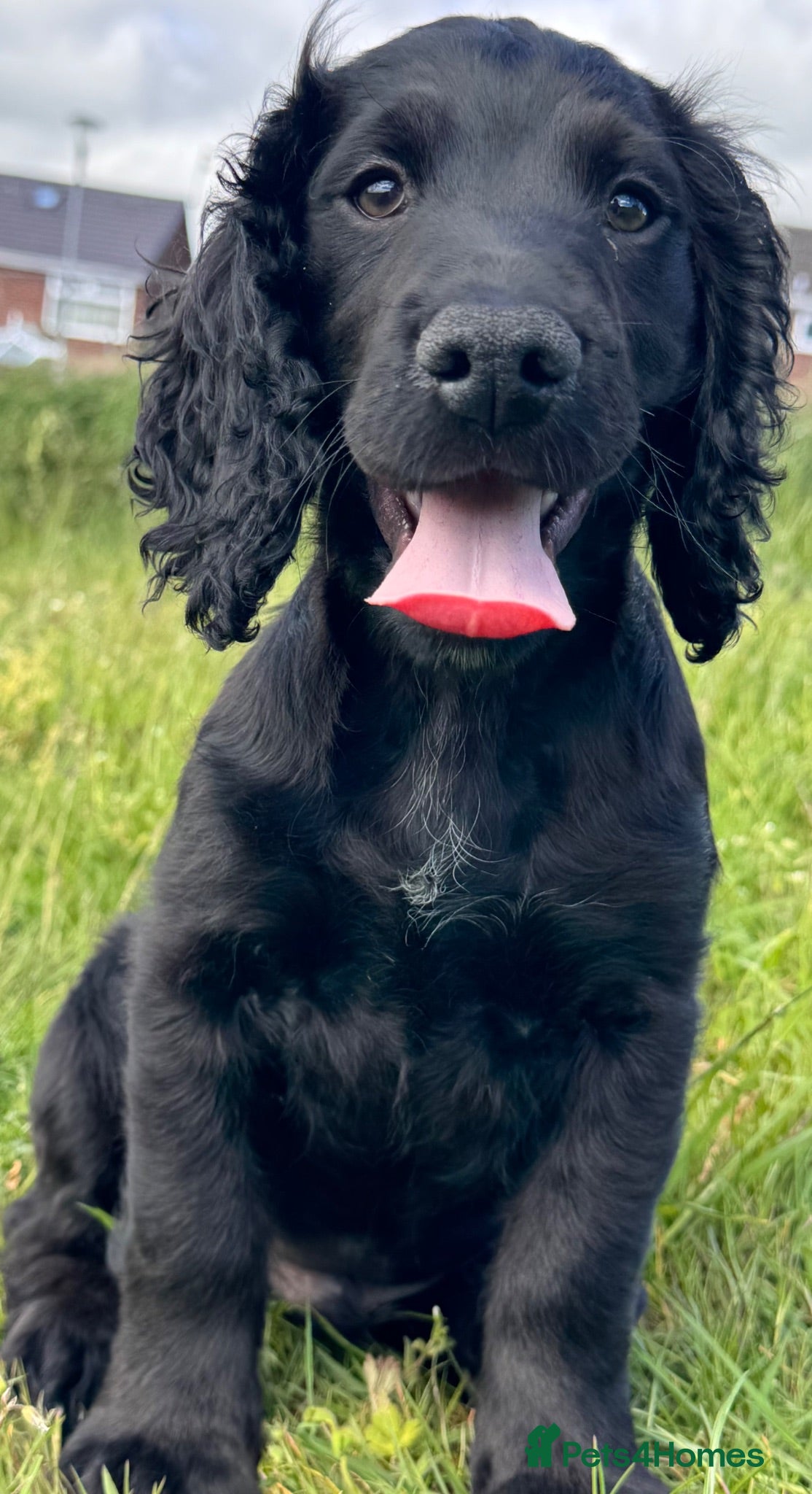 Cocker Spaniel dogs READY TO GO NOW, LAST BOY £650 - Advert 14