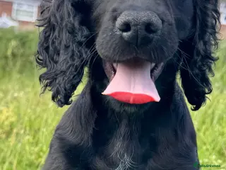 Cocker Spaniel dogs READY TO GO NOW, LAST BOY £600 - Advert 1
