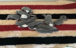 Whippet dogs for sale: Kc reg whippets Hear and eye tested parents  - Image 7