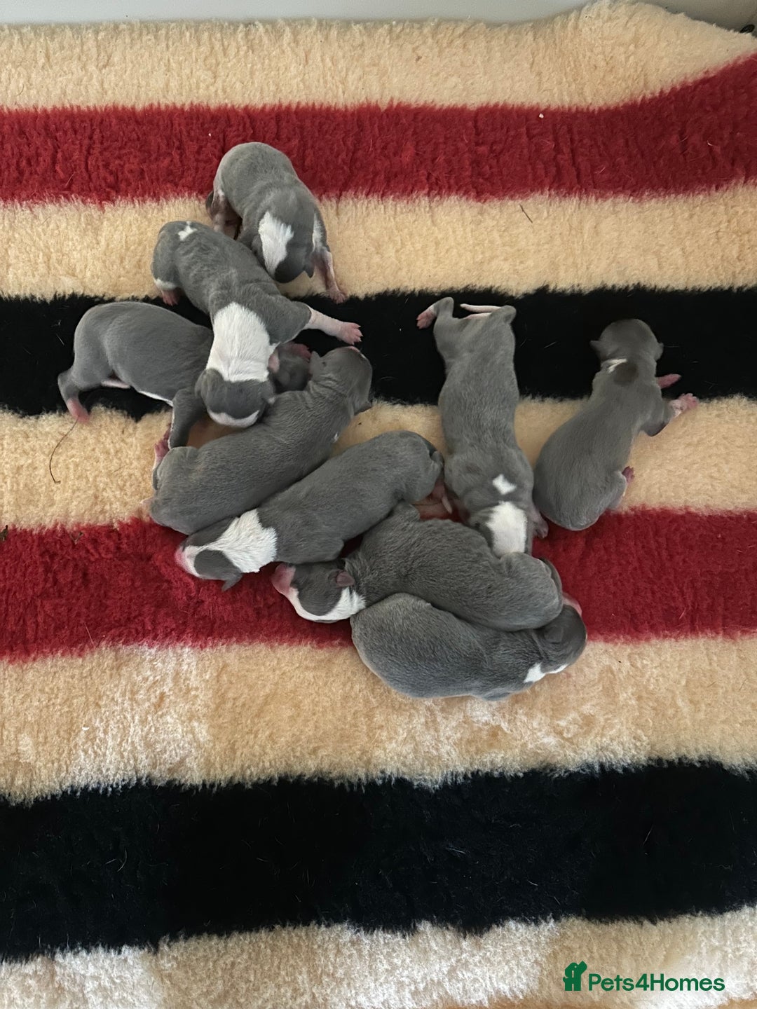 Whippet dogs for sale: Kc reg whippets Hear and eye tested parents  - Image 7