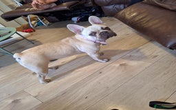 French Bulldog dogs for sale: Female french bulldog  - Image 2