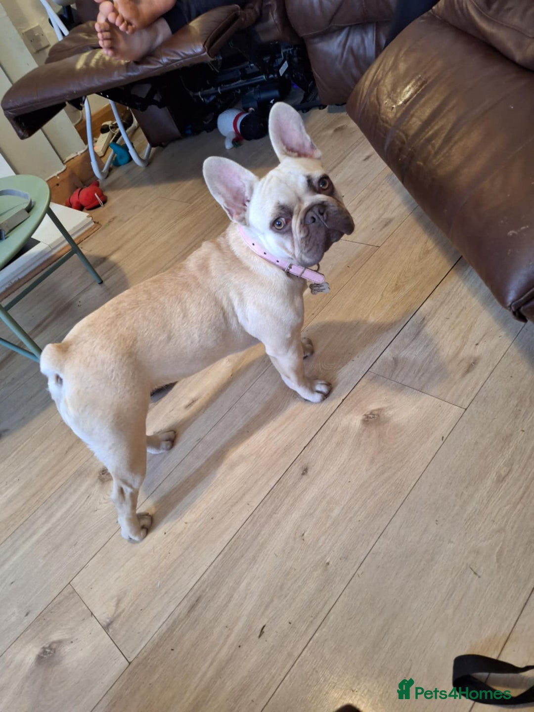French Bulldog dogs for sale: Female french bulldog  - Image 2