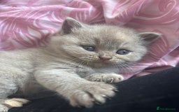 British Shorthair cats for sale: GCCF British Shorthair kittens - Image 5