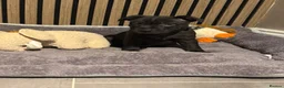 Staffordshire Bull Terrier dogs for sale: Stunning black male  - Advert 6