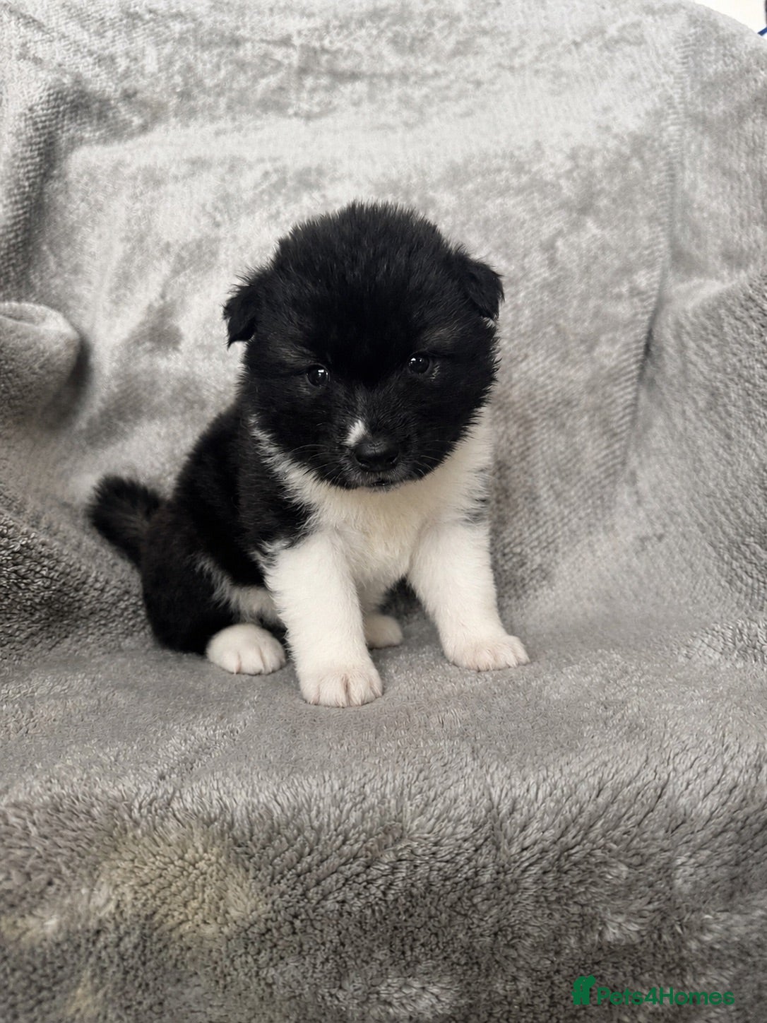 Akita dogs Beautiful Chunky American Akita Puppies - Advert 1