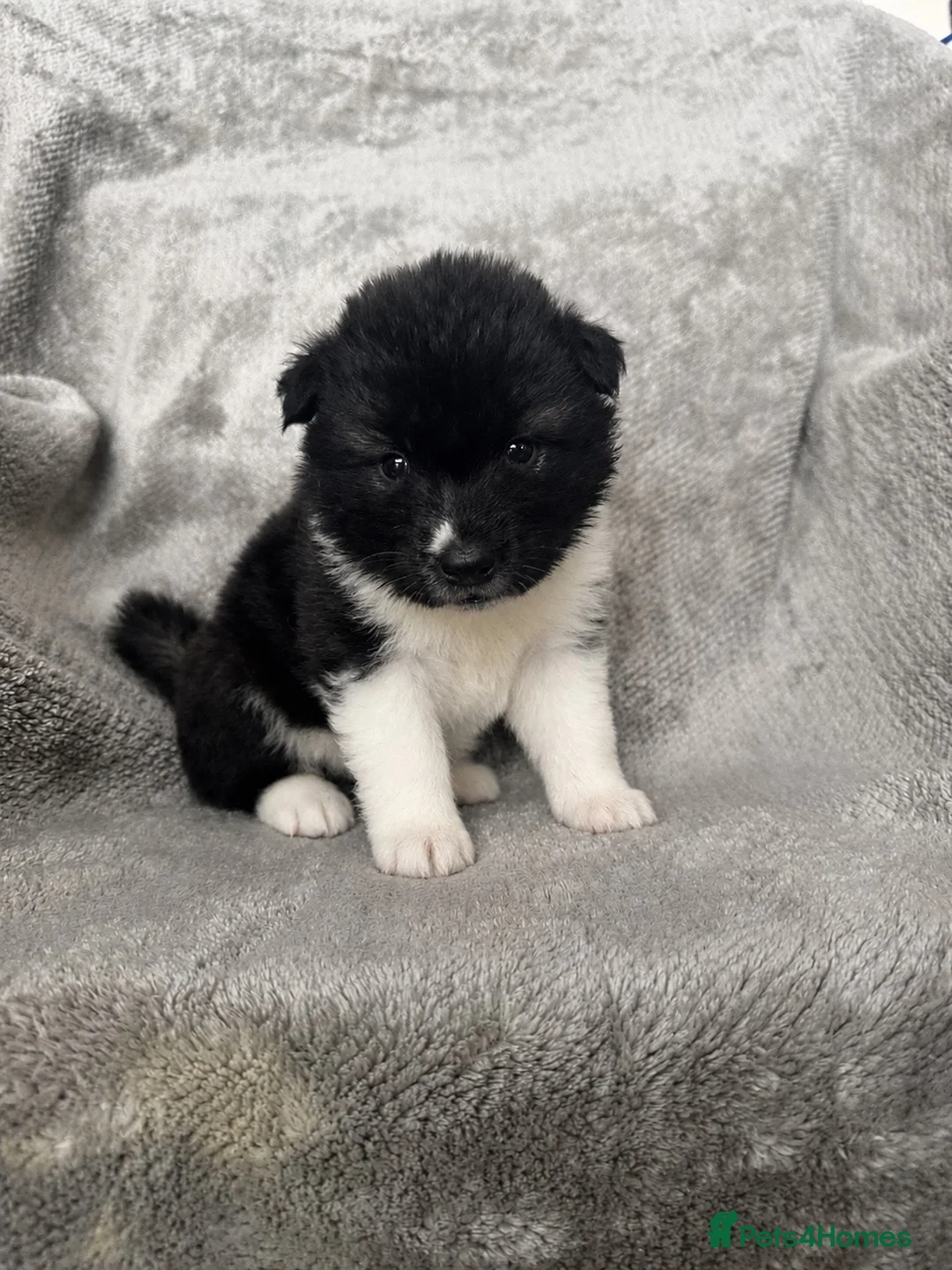 Akita dogs for sale: Beautiful Chunky American Akita Puppies - Advert 1