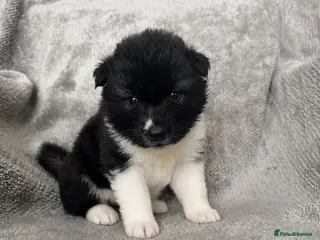 Akita dogs Beautiful Chunky American Akita Puppies - Advert 1