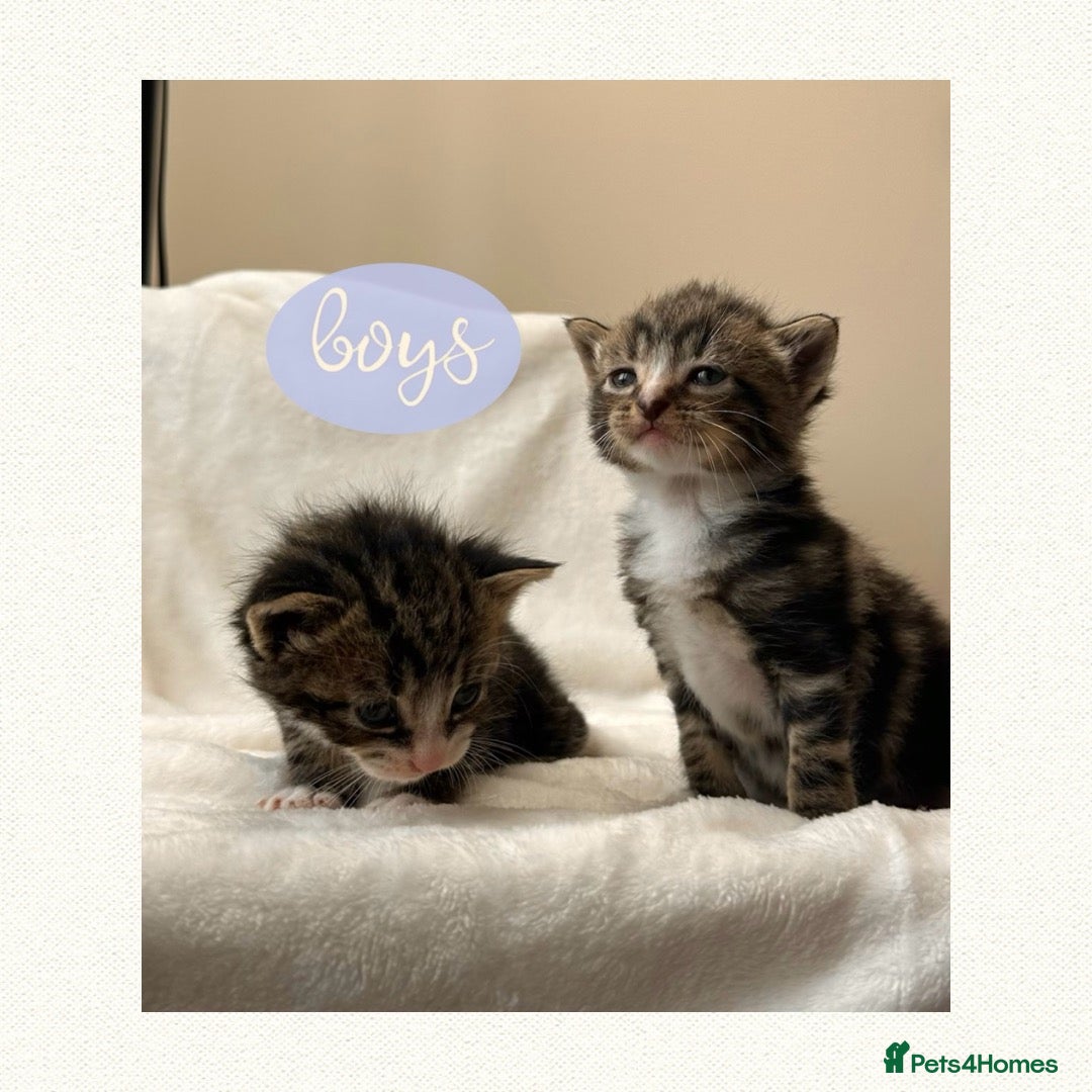 Mixed Breed cats *2 left* Gorgeous kittens ✨ - Advert 2
