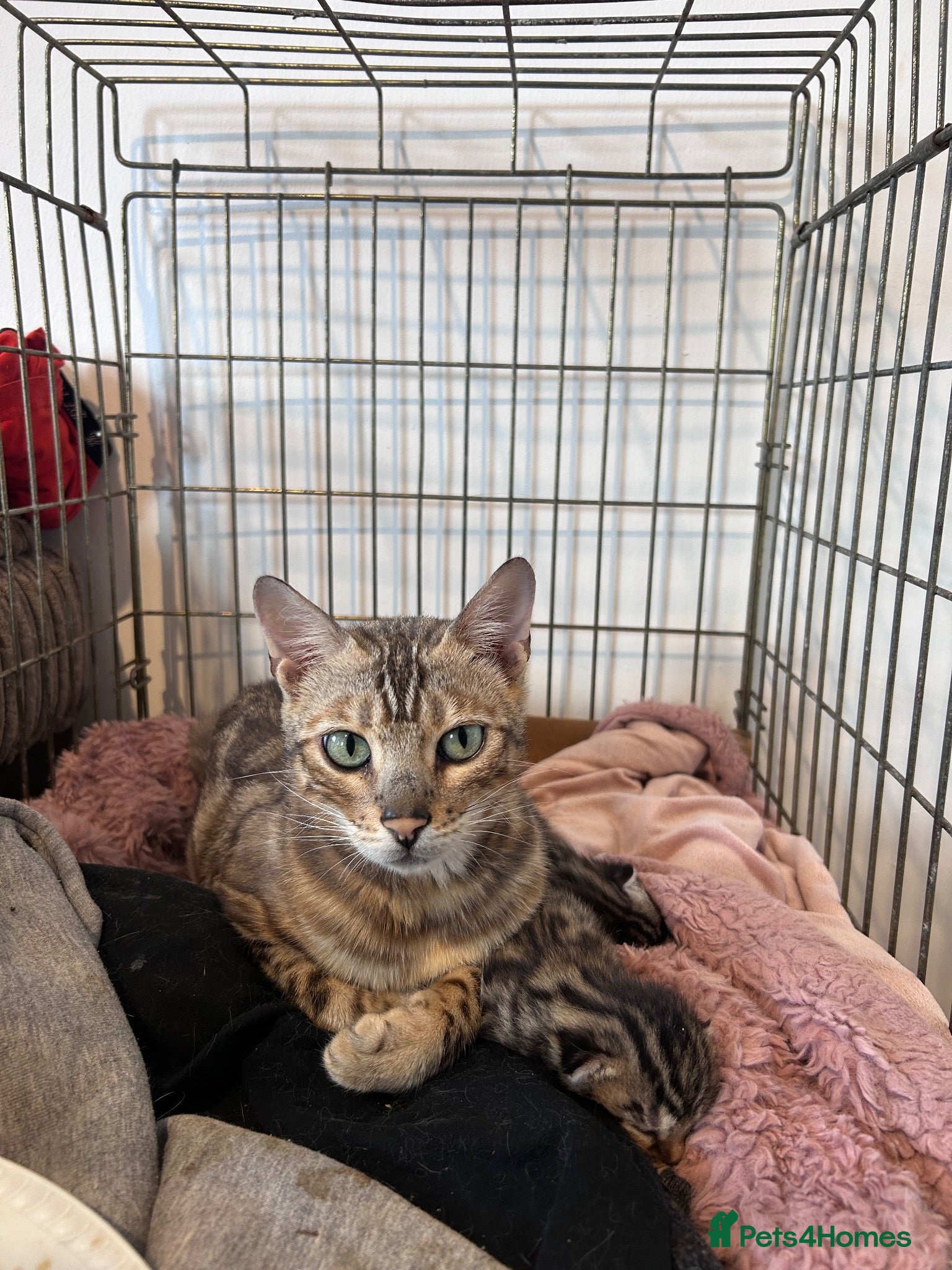 Mixed Breed cats 2 bengal cross kittens & 2 black kittens for sale - Advert 2
