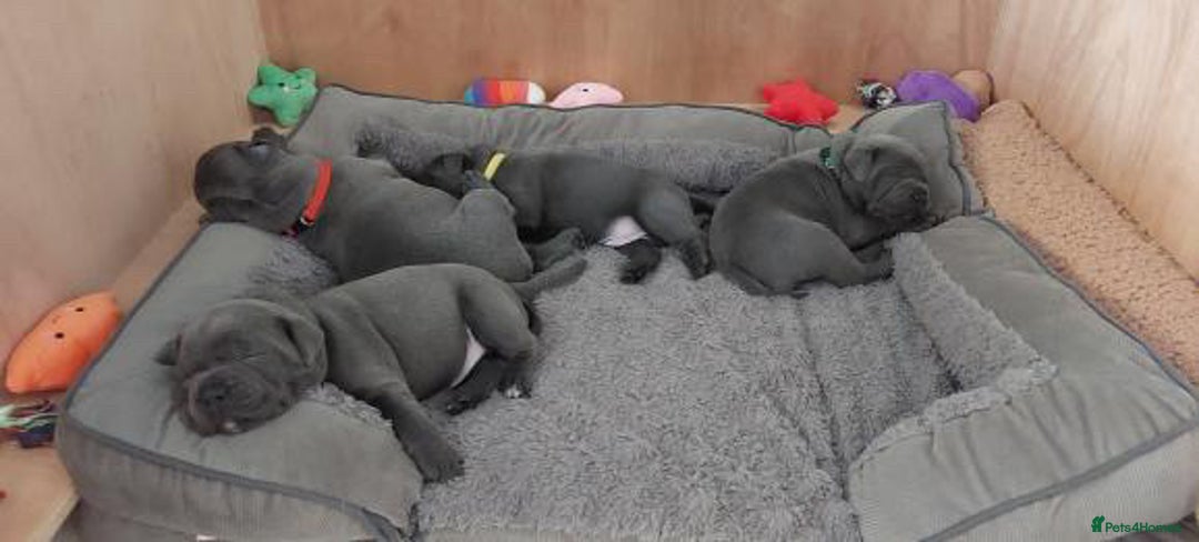 Staffordshire Bull Terrier dogs for stud: PROVEN Staffordshire bull terrier stud  - Advert 20