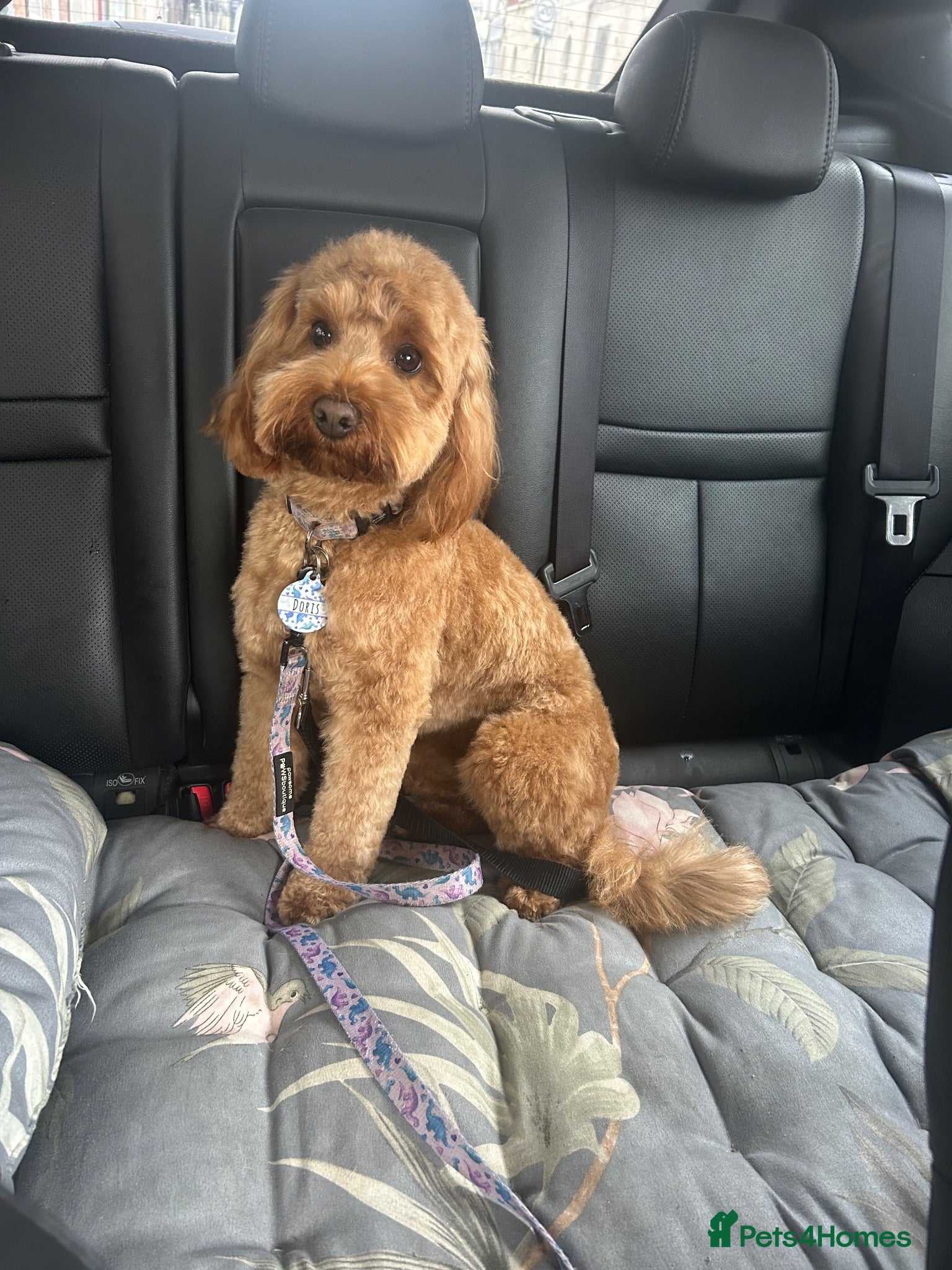 Cockapoo dogs Exceptional Cockapoo Puppies 🩷💙 - Advert 2
