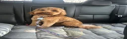 Cockapoo dogs for sale: Exceptional Cockapoo Puppies 🩷💙 - Advert 1