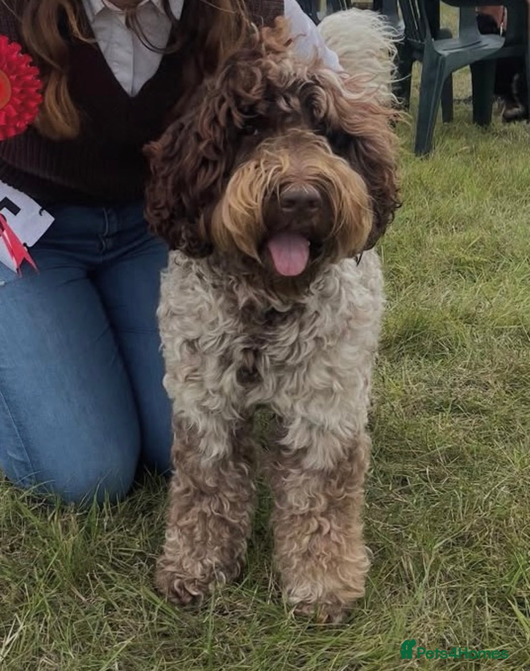 Australian Labradoodle dogs for sale: WALA Registered Australian Labradoodle Puppies - Advert 2