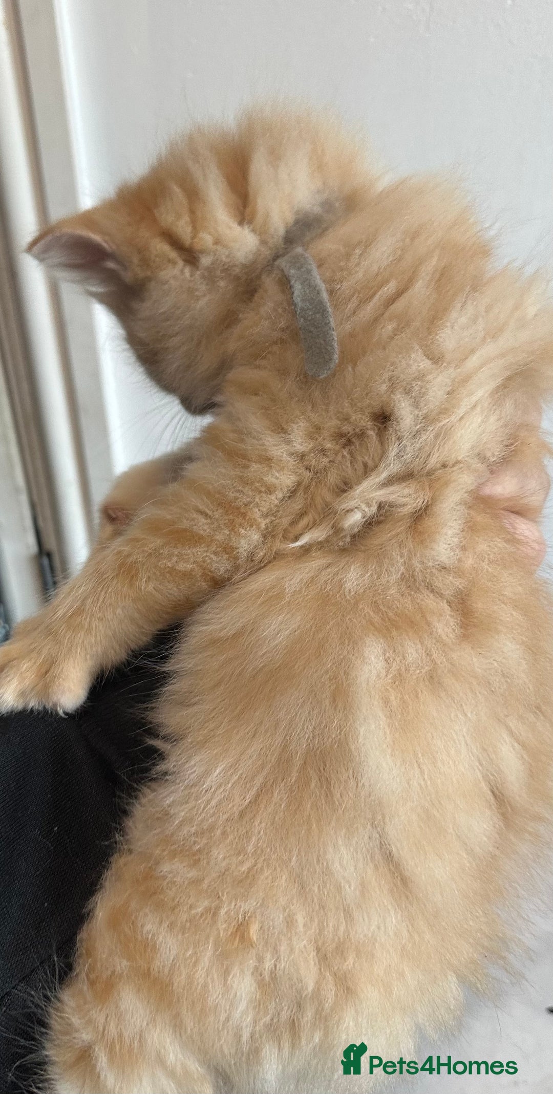 Maine Coon cats for sale: We have 4  sweet English Maine coon kittens❣️ - Advert 32