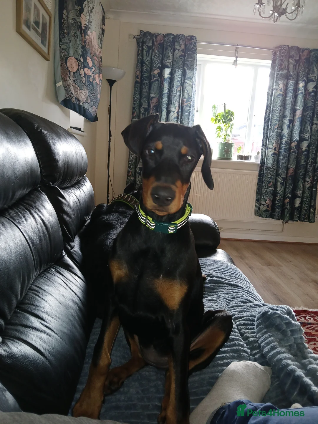 Dobermann dogs for sale: Doberman puppy  - Advert 2