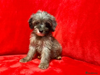 Cockapoo dogs 🐶4 Cockerpoos– Ready to Leave Friday🐶 - Advert 18