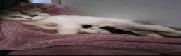 Persian cats for sale: Snuggly babies, chinchilla persian x  in Plymouth - Advert 37