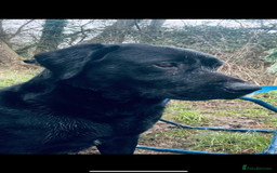 Labrador Retriever dogs for stud: Lab stud  - Image 4