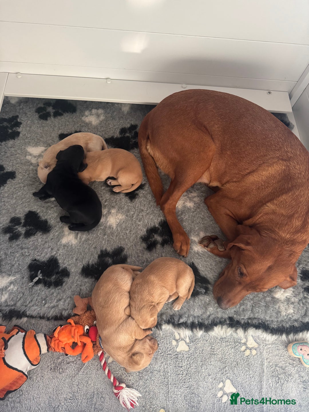 Labrador Retriever dogs for sale: Kc registered, family & working puppies for sale  - Advert 4