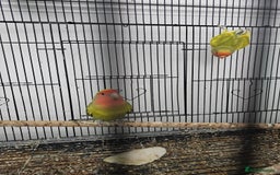 Lovebirds birds for sale: 3 baby lovebirds for sale - Image 8