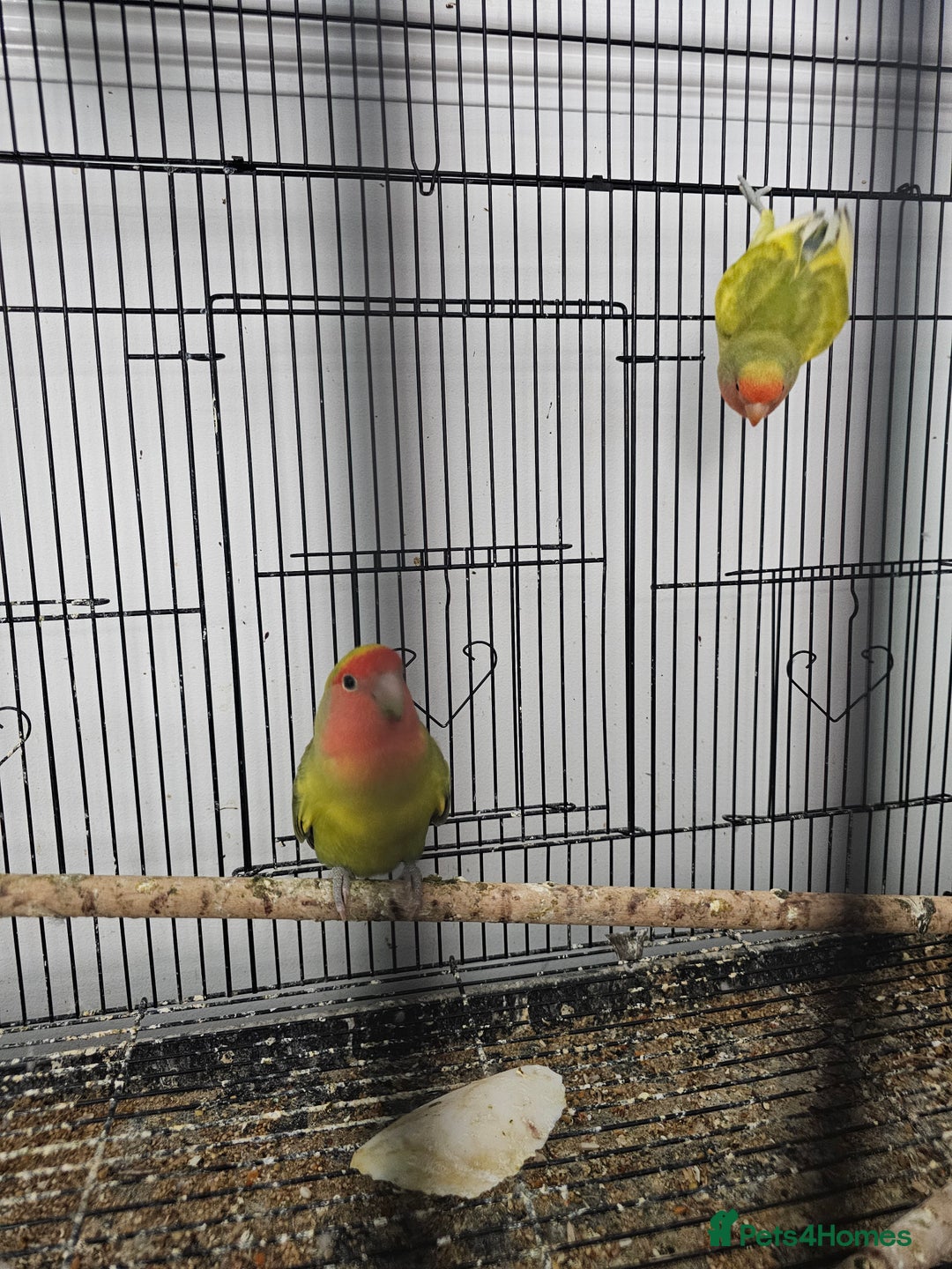 Lovebirds birds for sale: 3 baby lovebirds for sale - Image 8