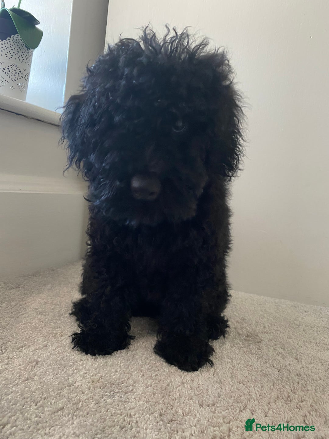 Toy Poodle dogs for sale: Stunning toy poodles  - Advert 21