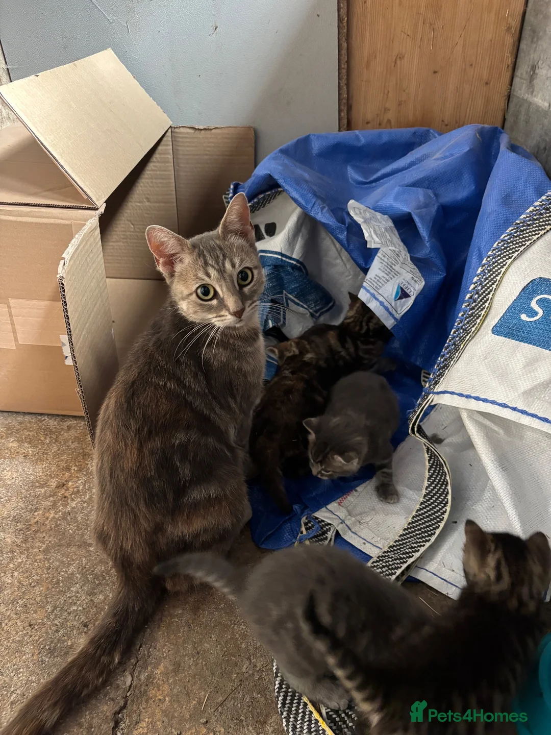 Mixed Breed cats for sale: Beautiful litter of active and playful farm kitten - Advert 1