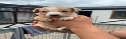 Lurcher dogs for sale: Top quality Lurcher puppies - Advert 10