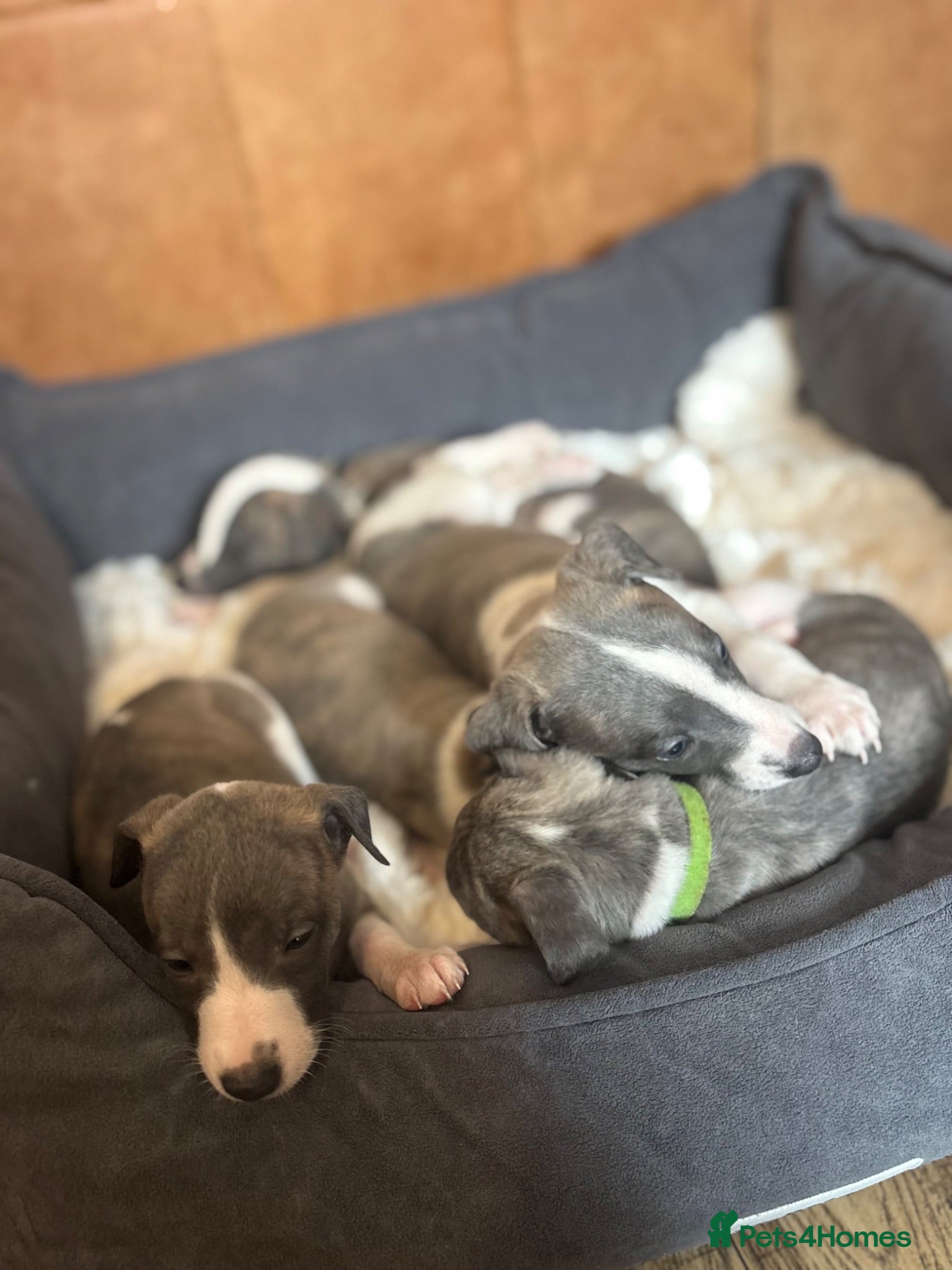 Whippet dogs Stunning kc reg whippets. Very well bred  - Advert 14