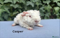 Guinea Pig rodents for sale: Baby guinea pigs  - Image 1