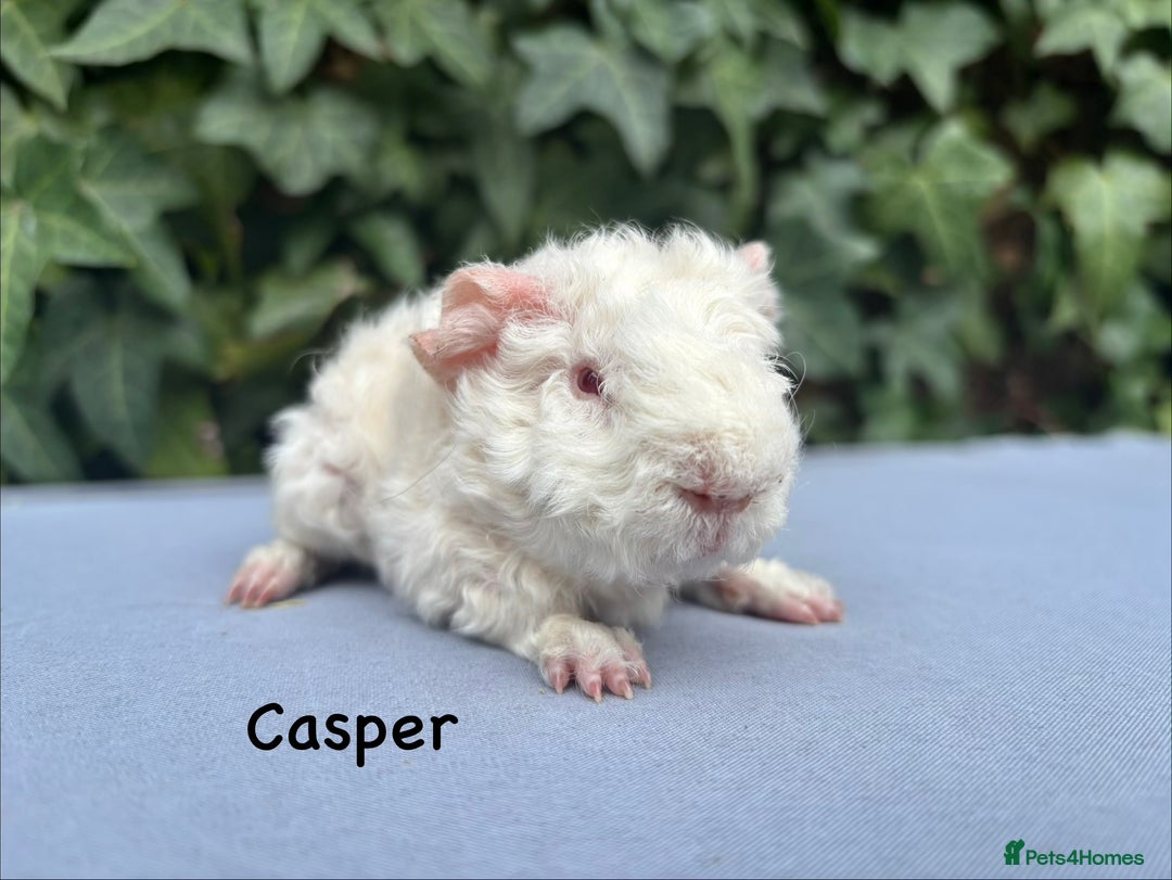 Guinea Pig rodents for sale: Baby guinea pigs  - Image 1