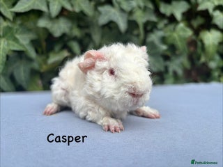 Guinea Pig rodents - Advert 3