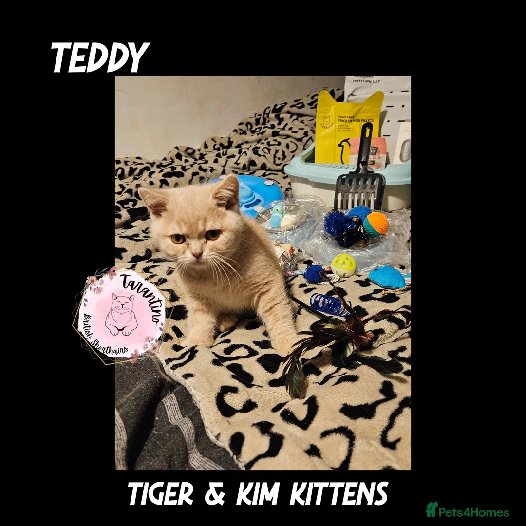 British Shorthair cats for sale: GCCF REGISTERED BRITISH SHORTHAIR KITTENS  - Advert 6