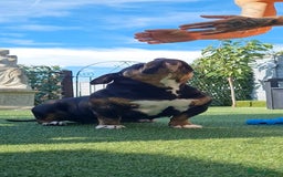 American Bully dogs for sale: American Bully Pocket Extreme - Image 7