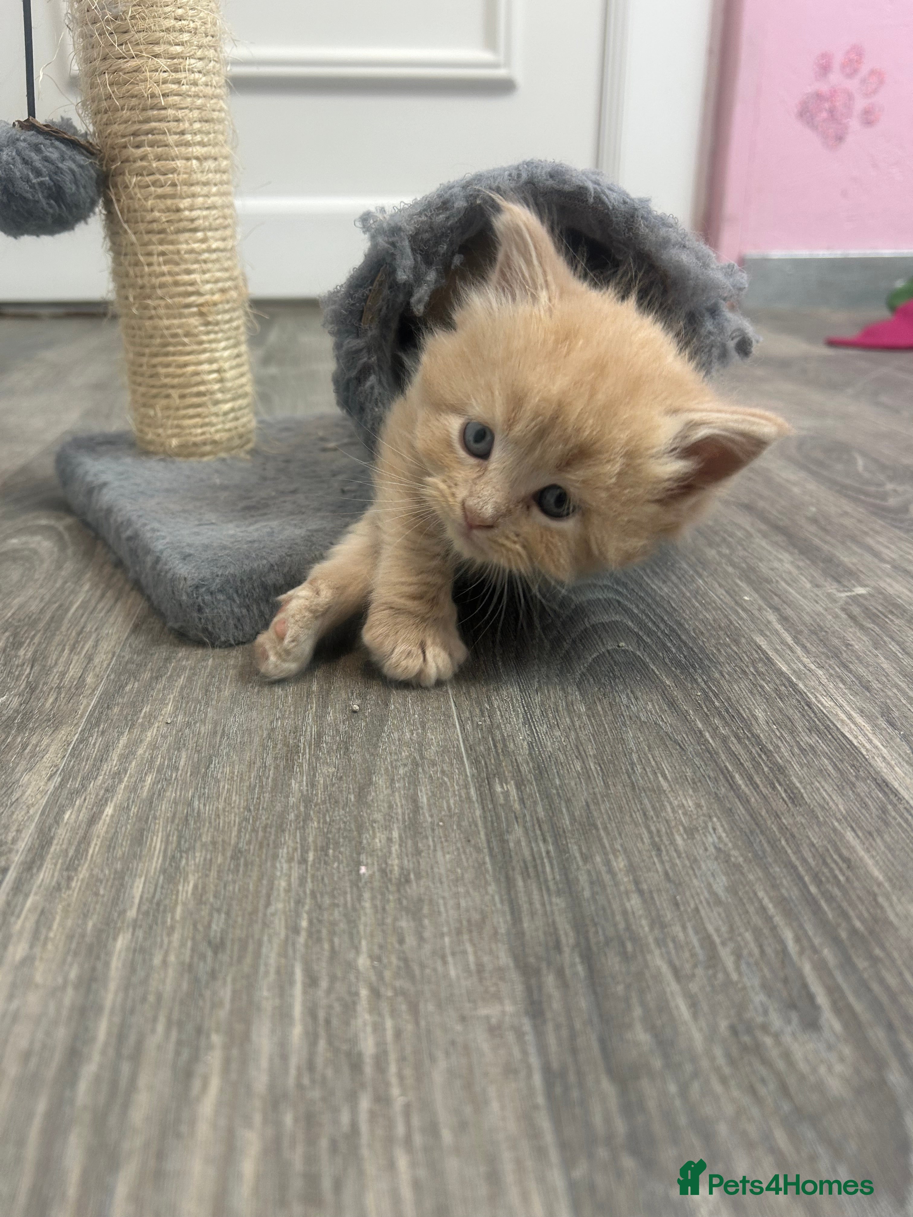 Maine Coon cats Mainecoon kittens  - Advert 9