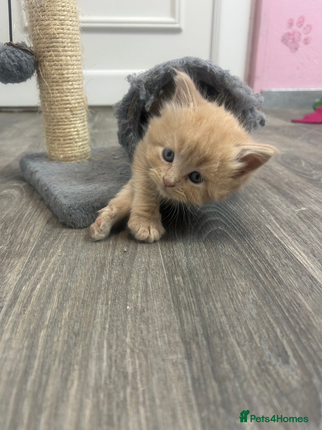 Maine Coon cats for sale: Mainecoon kittens  - Advert 1