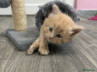 Maine Coon cats Mainecoon kittens - Advert 1