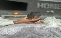 Miniature Dachshund dogs for sale: Miniature long-haired dachshunds - Image 26