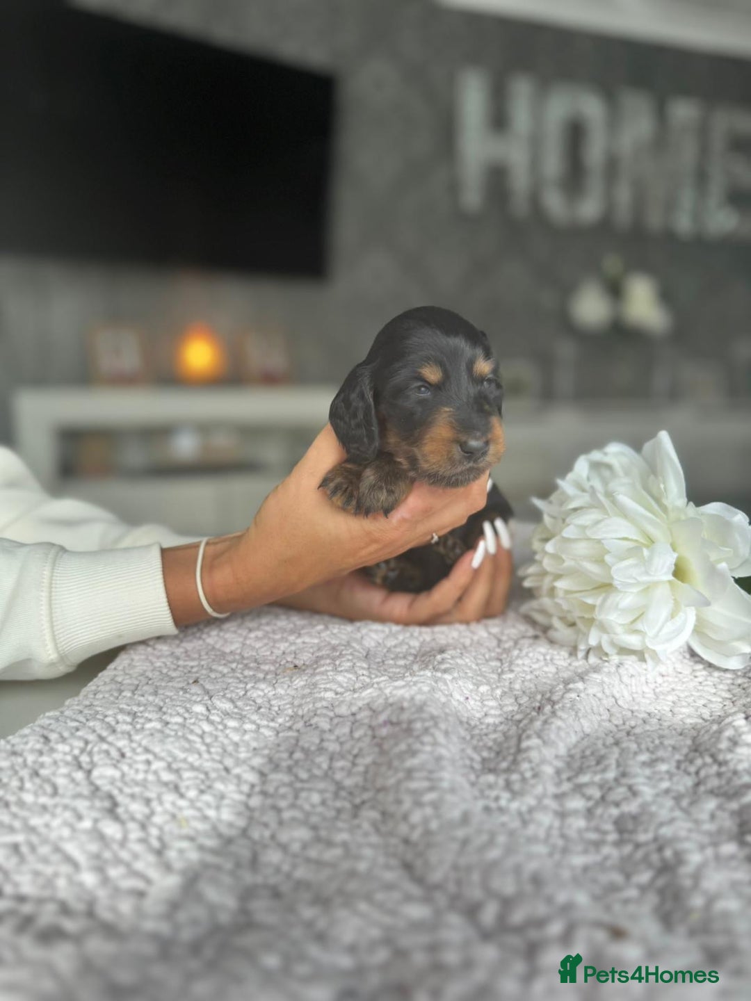 Miniature Dachshund dogs for sale: Miniature long-haired dachshunds - Image 26