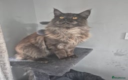 Maine Coon cats for stud: Tica Active Registered Black Smoke MaineCoon Stud in Heckmondwike - Image 7