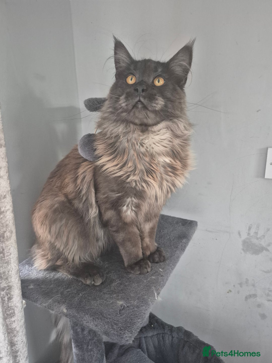Maine Coon cats for stud: Tica Active Registered Black Smoke MaineCoon Stud in Heckmondwike - Image 7