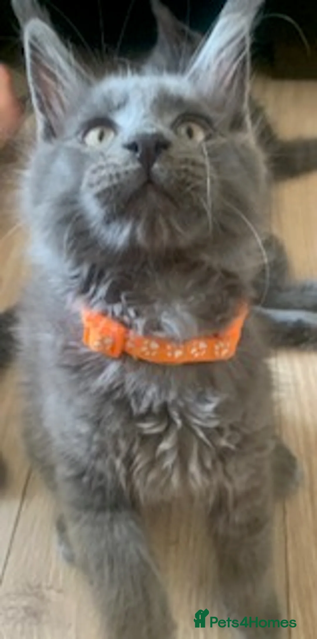 Maine Coon cats for sale: Blue Maine Coon kittens - Advert 8