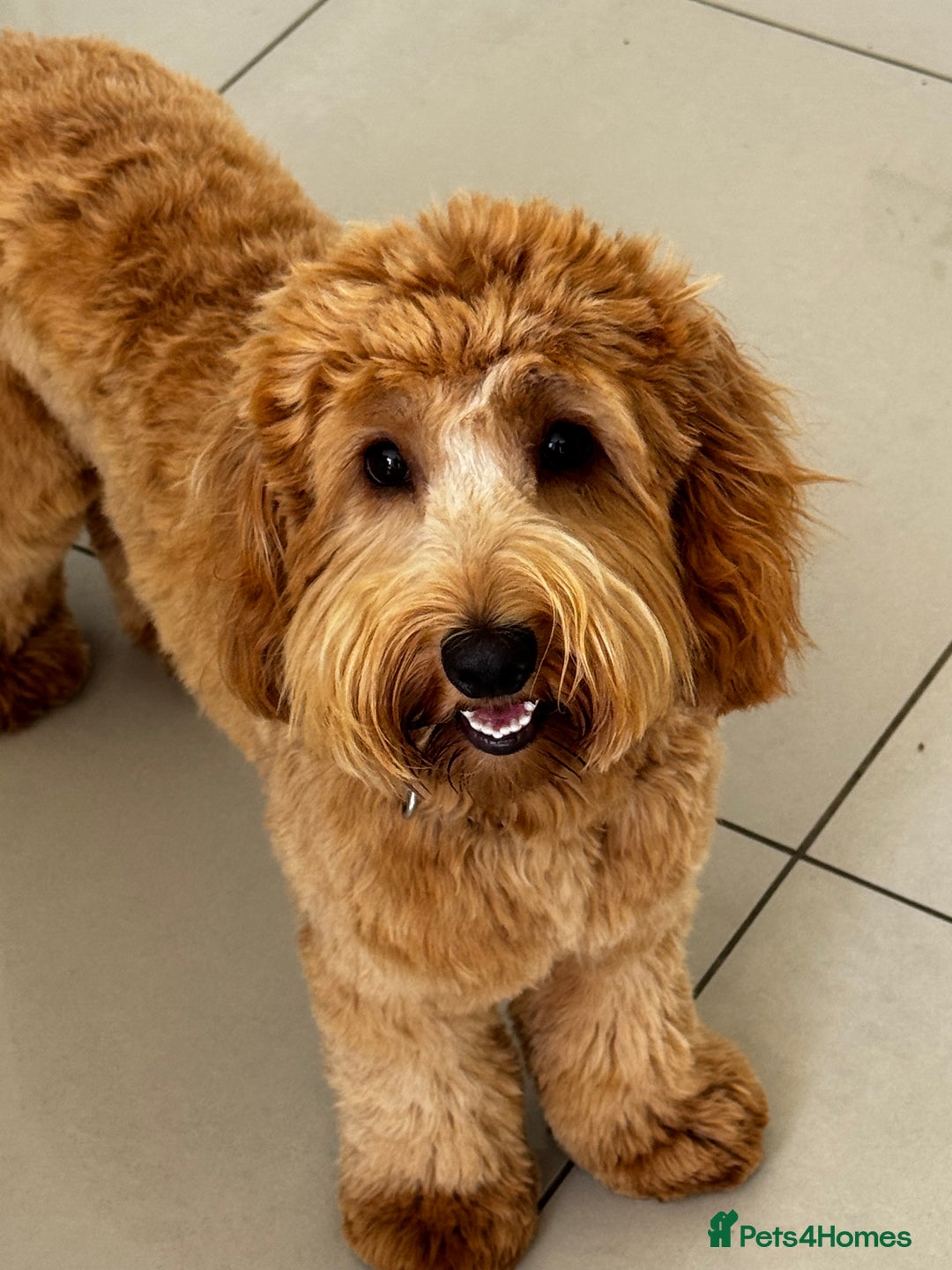 Cockapoo dogs for sale: Cockapoo - Advert 3